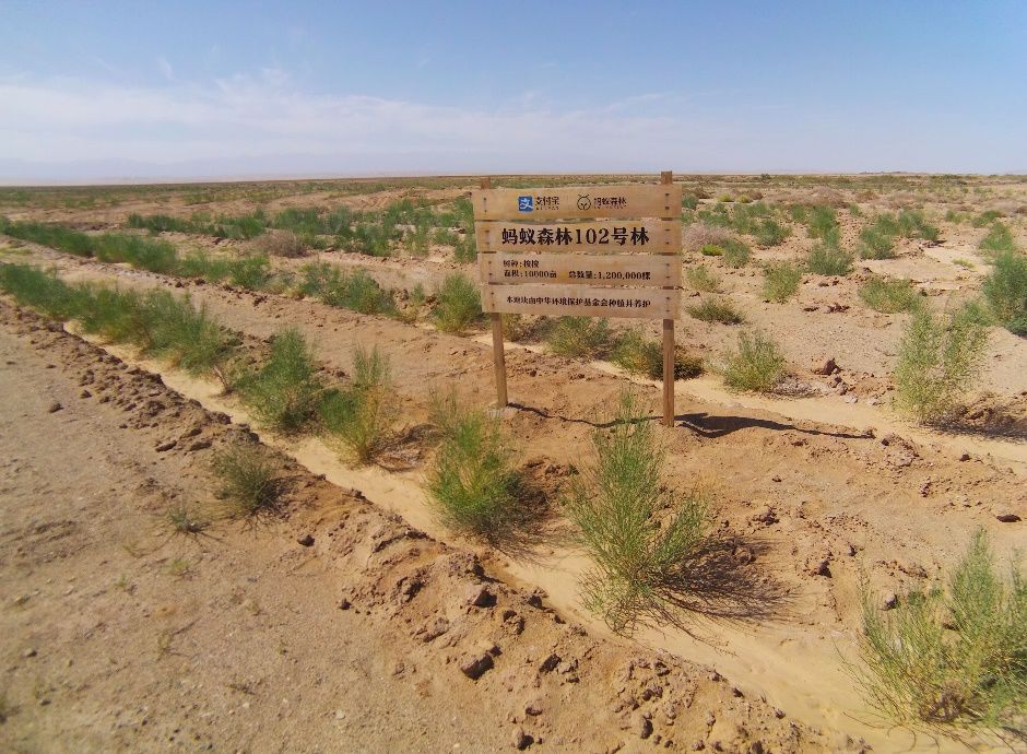 蚂蚁森林种植地